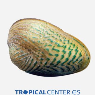 Almeja filtradora de rejilla