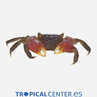 Cangrejo rojo
