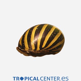 Caracol cebra