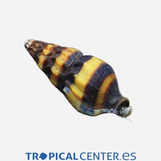 Caracol helena