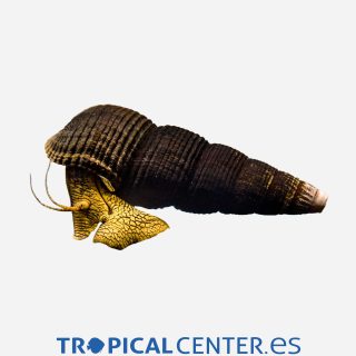 Caracol conejo Naranja