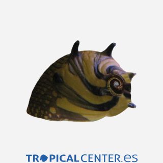 Caracol sol