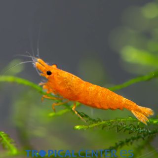 Gamba Naranja