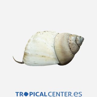 Caracol Wizard White