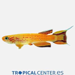 Killi cola de lira 💎HQF💎