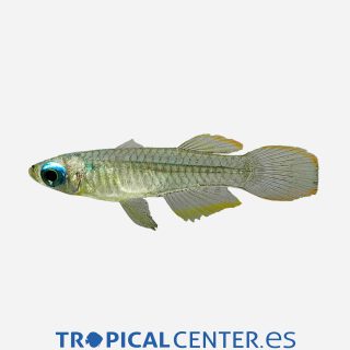 Pez linterna de ojo azul