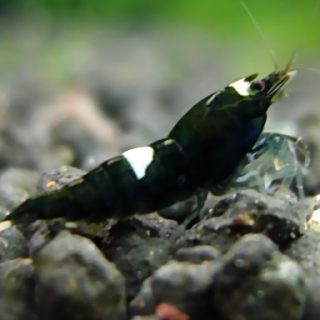 CARIDINA TAIWAN BEE KING KONG