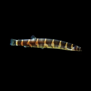 Kuhlii Rayado XL | Pangio kuhlii