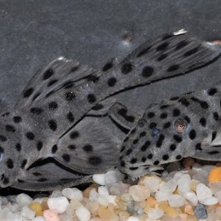 LEPORACANTHICUS L 264