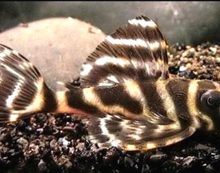 HYPANCISTRUS DEBILITERRA L 199