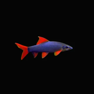 Labeo Arcoíris | Epalzeorhynchos frenatum