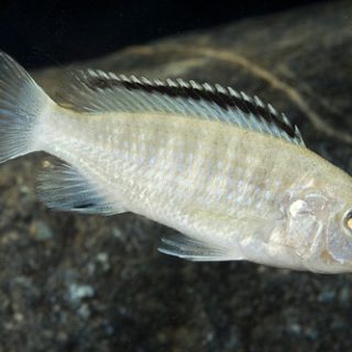 LABIDOCHROMIS WHITE
