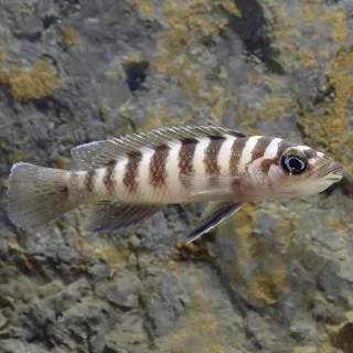 Lamprologus Cylindricus