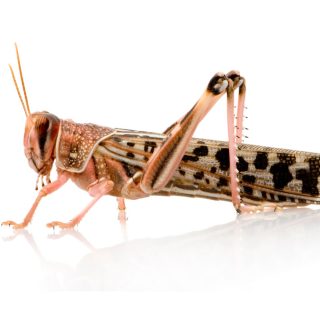 Langosta Adulta (Locusta migratoria/Schistocerca gregaria)