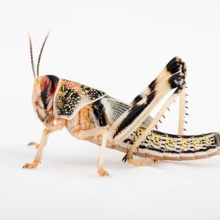 Langosta Pequeña (Locusta migratoria/Schistocerca gregaria)