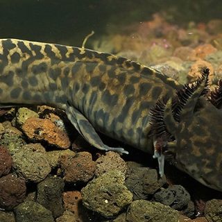 AMBYSTOMA ANDERSONI