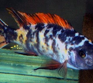 LABEOTROPHEUS TREWAVASAE MARMELADE