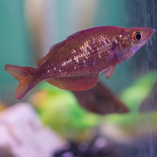 Melanotaenia Incisus