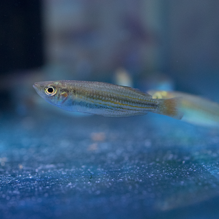 Melanotaenia Maculuchi