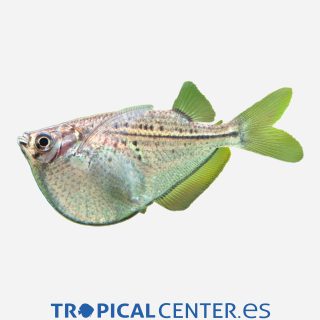 Pez hacha plateada C.C.