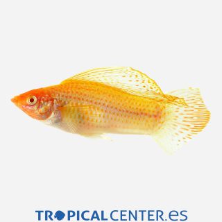 Molly velifera Rojo sangre