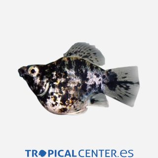 Molly Balón Mármol