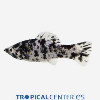 Molly velifera Dálmata
