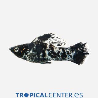 Molly velifera Mármol 💎HQF💎 (macho)