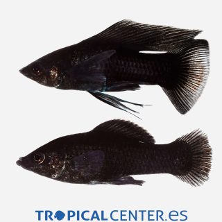 Molly velifera Negro