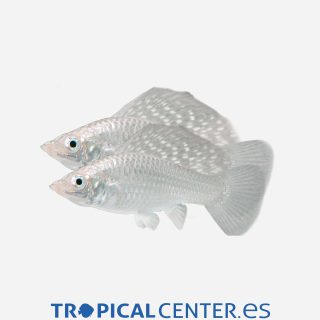 Molly velifera Parejas plata