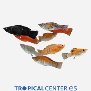 Molly velifera Parejas surtidas