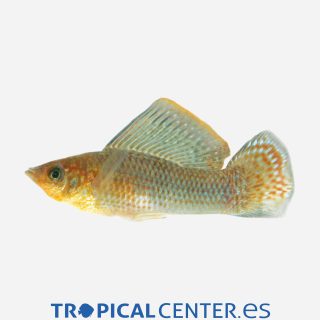 Molly velifera Verde