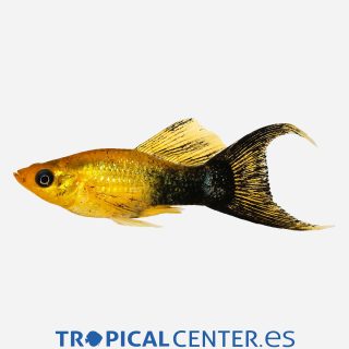 Molly Lira Negro oro