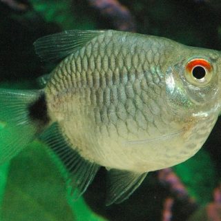 MOENKAUSIA SANTAFILOMENAE  BALON