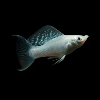 Molly Lyra Plata | Poecilia sphenops