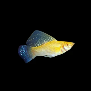 Molly Vellifera Oro | Poecilia velifera
