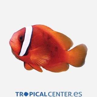 Amphiprion frenatus C.a