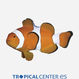 Amphiprion ocellaris (C.A)