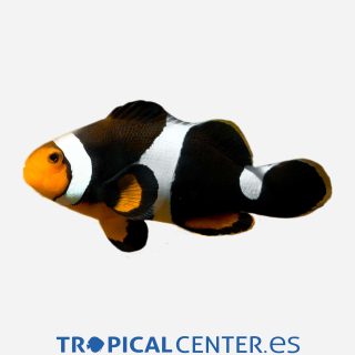 Amphiprion percula Onyx