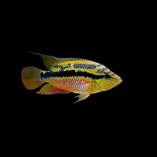 Cíclido Salvini Río Nututum | Nandopsis salvini