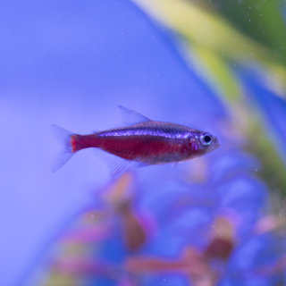 Tetra Neon