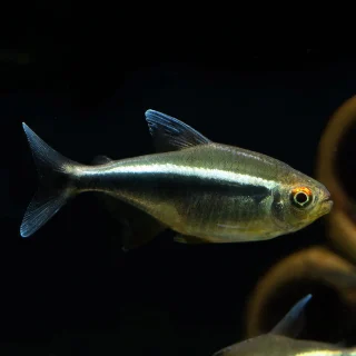 Neón Negro Albino | Hyphessobrycon herbertaxelrodi