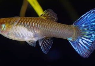 GUPPY HEMBRA MARMOL AZUL