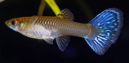 GUPPY HEMBRA MARMOL AZUL