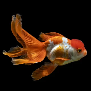 Oranda Bicolor | Carassius auratus