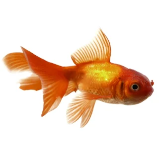 Oranda Chocolate | Carassius auratus