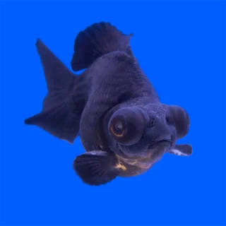 Oranda Telescopio Negro  | Carassius auratus