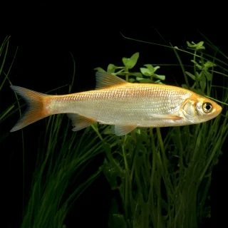 Orfre Dorado | Leuciscus idus