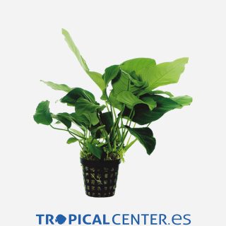 Anubias barteri var. nana