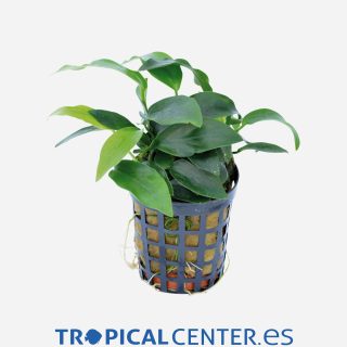 Anubias nana (Mini)